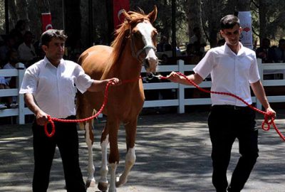 Taylar açık artırma ile satılacak
