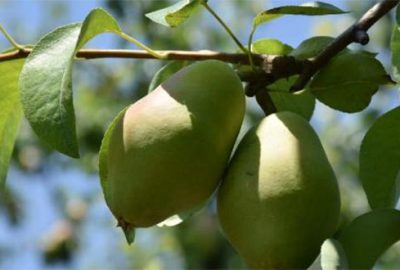 İnegöl’de armut hasadı başladı