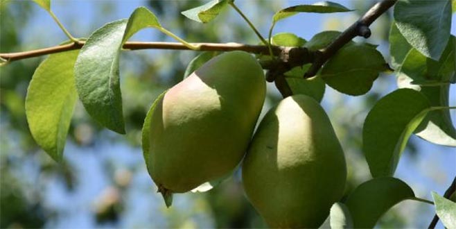 İnegöl’de armut hasadı başladı