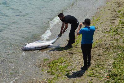 Mudanya’da yakalandı! 90 kilo ağırlığında