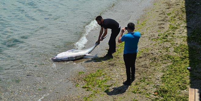 Mudanya’da yakalandı! 90 kilo ağırlığında Mudanya’da yakalandı! 90 kilo ağırlığında