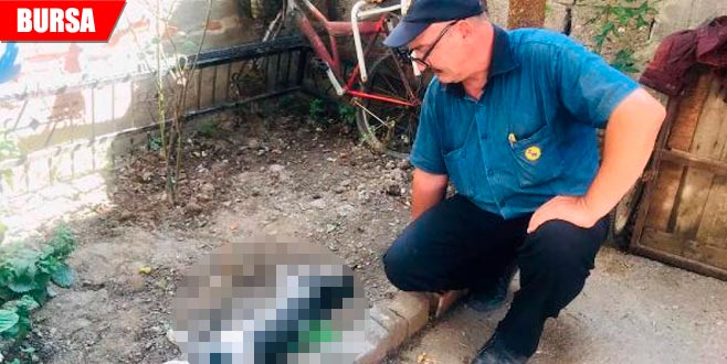 Vahşet! Fiko’yu tüfekle vurulmuş halde buldu