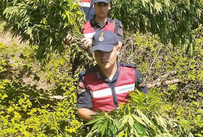 İnegöl’de 90 kök kenevir ele geçirildi