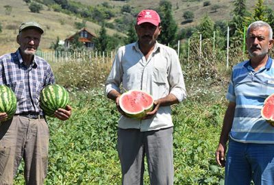 İnegöl’de karpuz hasadı başladı