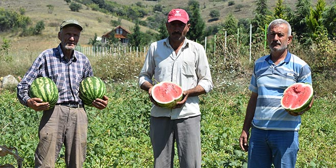 İnegöl’de karpuz hasadı başladı