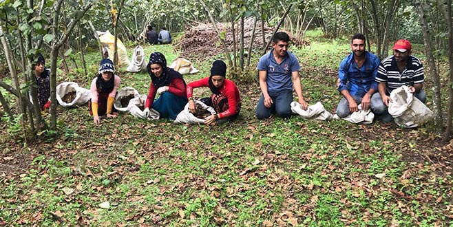 20 bin tarım işçisi fındık toplayacak