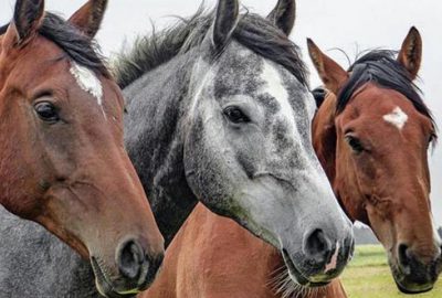 TİGEM safkan Arap koşu tayı satacak