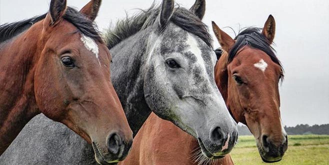 TİGEM safkan Arap koşu tayı satacak