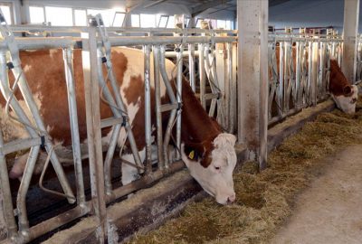 Et ve Süt Kurumu et alım fiyatında artışa gitti