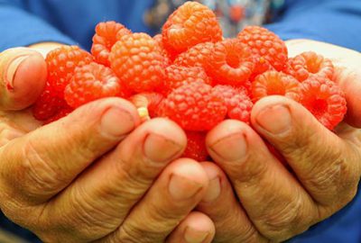 Bursa’da ahududu hasadı başladı