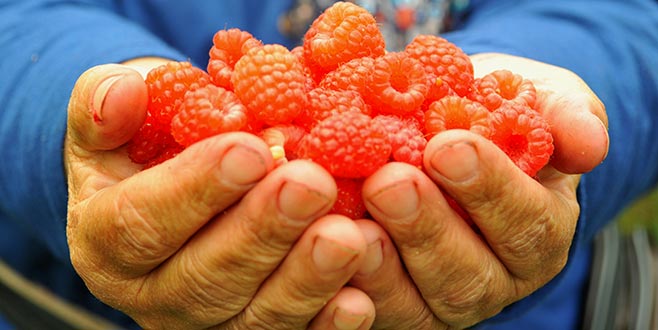 Bursa’da ahududu hasadı başladı