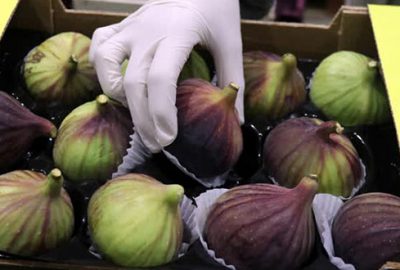 Ege’de siyah incir ihracatı başladı