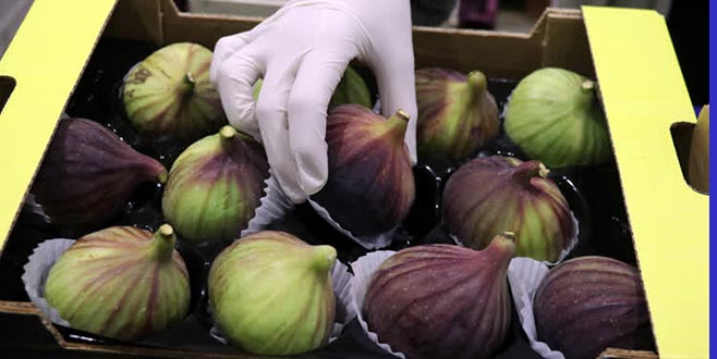 Ege’de siyah incir ihracatı başladı