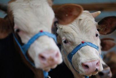 Zincir marketlerde kurbanlık satışı başladı