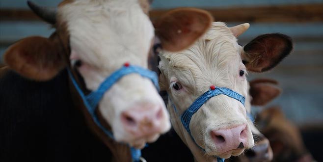 Zincir marketlerde kurbanlık satışı başladı