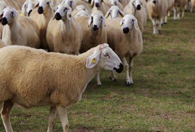 Dişi hayvanların kesimi yasaklanmalı