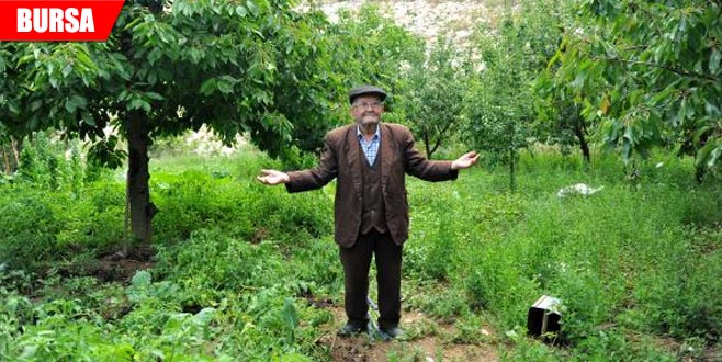 Yoldan geçenler yesin diye ‘Hayrat Bahçesi’ yaptı Yoldan geçenler yesin diye ‘Hayrat Bahçesi’ yaptı