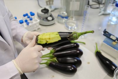 Deri hastalıklarına ‘patlıcanlı’ çözüm