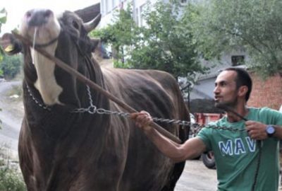 1,5 tona ulaştı…45 bin liraya satışa çıkardı