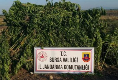 Kenevir ve kubar maddeleri drone ile tespit edildi