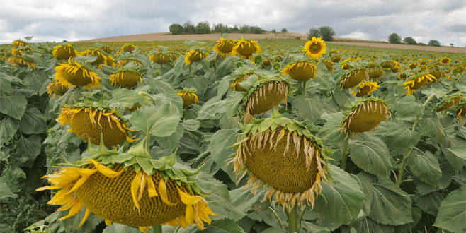 Ayçiçeğinde hasat zamanı