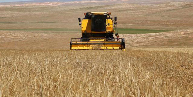 Buğdayda beklenti 20 milyon ton