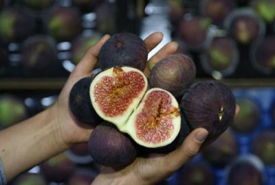 Bursa Valiliğinden ‘siyah incir’ genelgesi