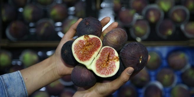 Bursa Valiliğinden ‘siyah incir’ genelgesi