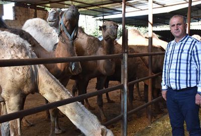 15 bin liraya kurbanlık deve