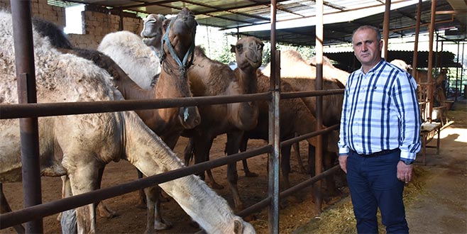 15 bin liraya kurbanlık deve