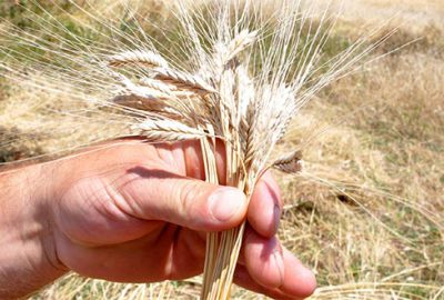 ‘Siyez’de hasat zamanı