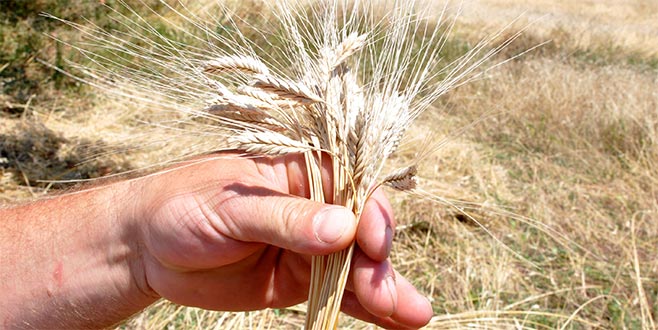 ‘Siyez’de hasat zamanı