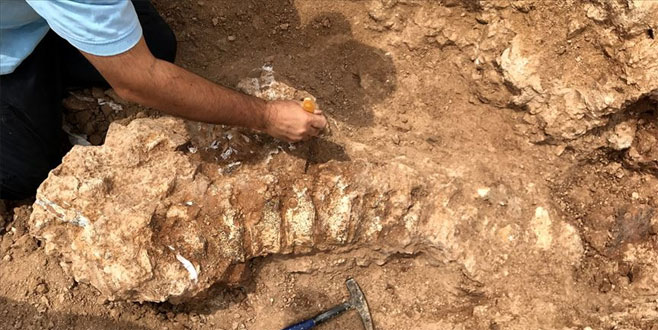 Kurutlu’da 2 bine yakın hayvan fosili bulundu Kurutlu’da 2 bine yakın hayvan fosili bulundu
