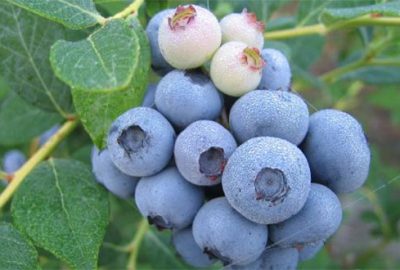 Bursa’da yaban mersininde rekolte beklentisi 30 ton