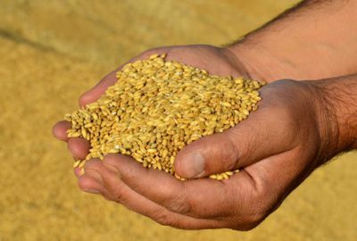 Hububat fiyatları çiftçiyi sevindirdi