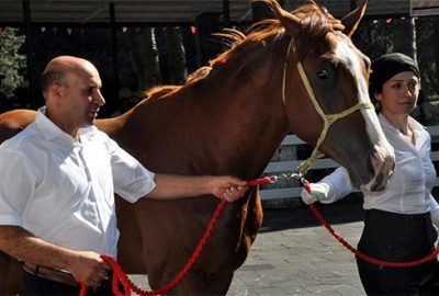 TİGEM’in 77 tayı  görücüye çıkıyor 