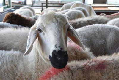 Diyanet’ten uyarı var! Caiz değil…