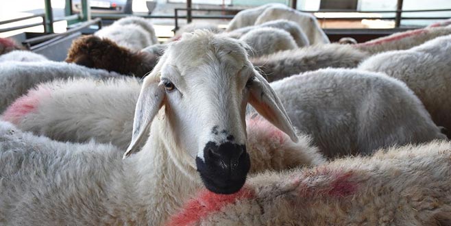 Diyanet’ten uyarı var! Caiz değil… Diyanet’ten uyarı var! Caiz değil…