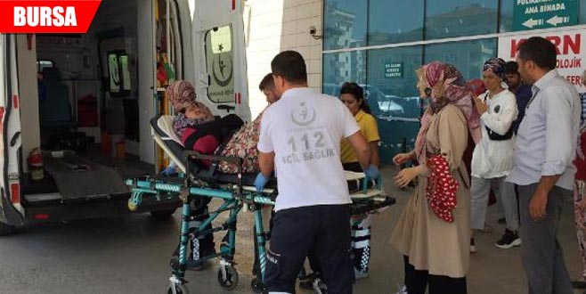 Armut ağacından düşen kadın yaralandı