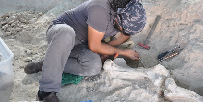 Yeniyaylacık’ta fosiller gün yüzüne çıkarılıyor Yeniyaylacık’ta fosiller gün yüzüne çıkarılıyor