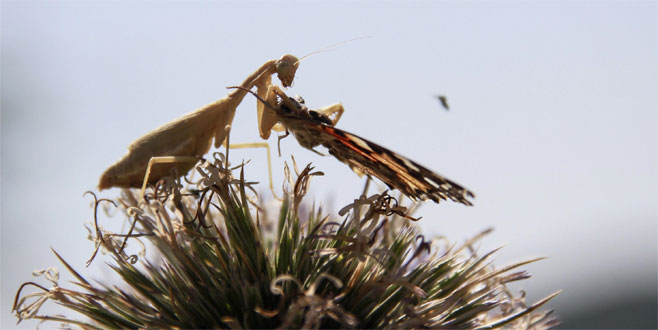 ‘Peygamber devesi’ kelebeği avlarken görüntülendi ‘Peygamber devesi’ kelebeği avlarken görüntülendi
