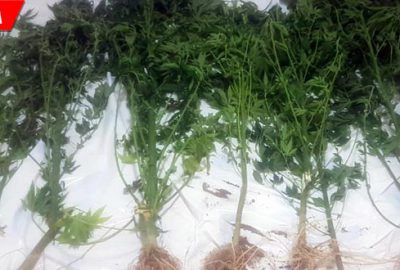 Bir haftada 3 operasyon