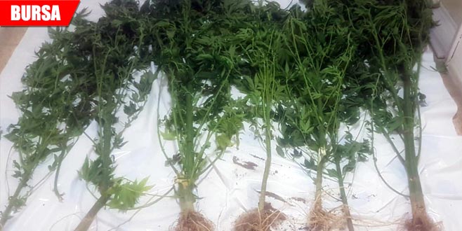 Bir haftada 3 operasyon