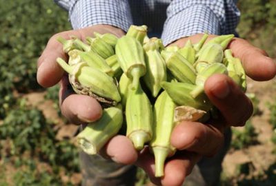 Balıkesir bamyasında 2 bin 250 ton rekolte beklentisi