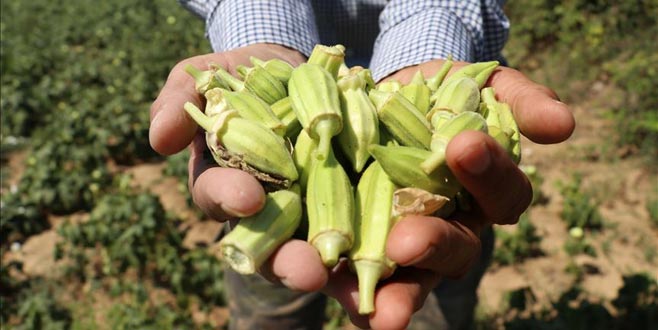 Balıkesir bamyasında 2 bin 250 ton rekolte beklentisi