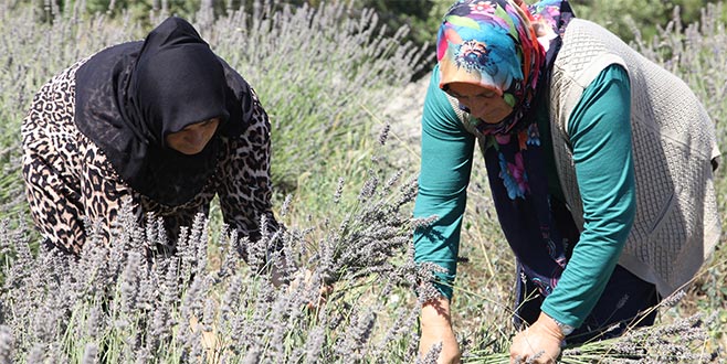 Keles’te lavanta şenliği