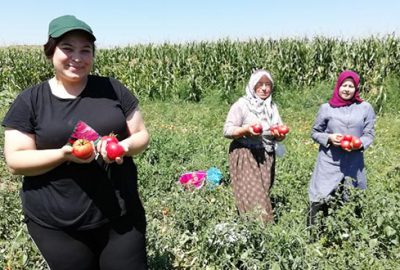 Yenişehir’de salçalık domates hasadı başladı