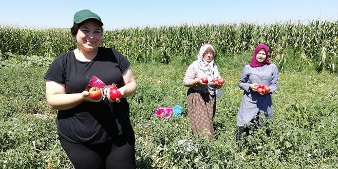 Yenişehir’de salçalık domates hasadı başladı Yenişehir’de salçalık domates hasadı başladı