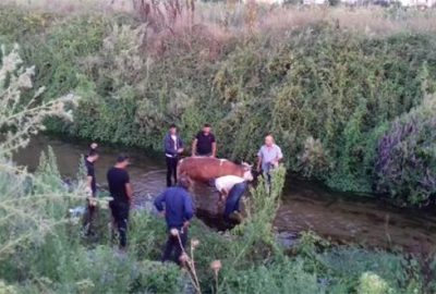 Kaçan kurbanlık boğa dereye düştü