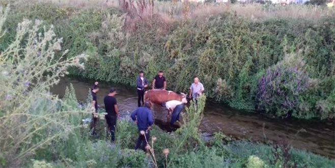 Kaçan kurbanlık boğa dereye düştü